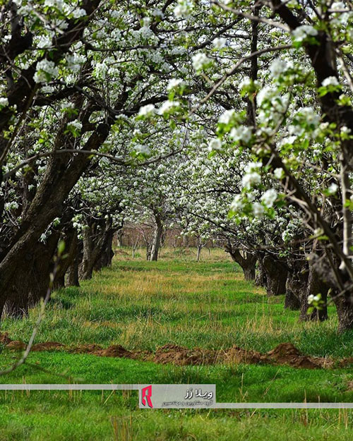 باغ میوه در سهیلیه باغ میوه در سهیلیه